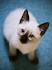 Siamese Kittens For Sale by Reputable Breeders | Pets4You