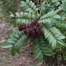 Image result for Zanthoxylum