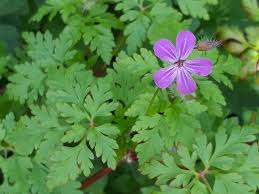Most often, herb robert is mixed in with other desirable broadleaf plants which will also be damaged by these herbicides. Invasive Plant Look Alikes Green Seattle Partnership