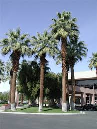 Image result for Washingtonia filifera
