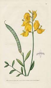 Soanish Broom Spartium Jungeum Botanical Illustration Vintage Botanical Painting Botanical Drawings
