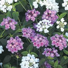 Image result for Lantana moldenkei