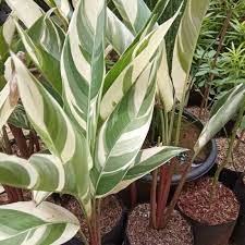 Sebab, kulit pisang kaya akan potassium dan mengandung. Tanaman Hias Heliconia Varigata Pohon Pisang Pisangan Heliconia Pohon Pisang Heliconia Varigata Tanaman Hias Pisang Heliconia Terbaru Agustus 2021 Harga Murah Kualitas Terjamin Blibli
