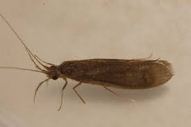 Image result for Gnidia inconspicua