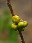 Image result for Turraea nilotica