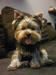 Creative Resumes Professional Printable Editable Template Bundle Ms Word Professional Resume Design Modern Cv Easter Sale Yorkie Dogs Yorkie Yorkshire Terrier