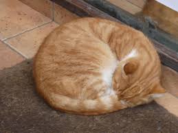 Beyoglu Istiklal Caddesinde Bir Kitapci Dukkani Onunde Uyuyan Sari Kedi Foto Hakan Sobaci Kedi Hayvanlar Kitapcilar