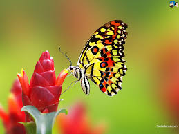 24,395 free images of butterflies. Free Download Butterfly Hd Wallpaper 19