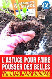 le truc de jardinier pour faire pousser de belles tomates plus sucrees en 2020 cultiver des tomates planter tomates astuce jardin