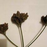 Image result for Fuirena pubescens