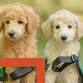 Stay Safe with Dog Guides event image