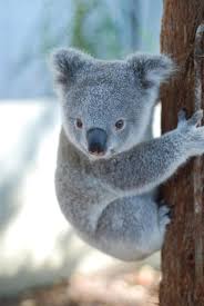 Image result for koala