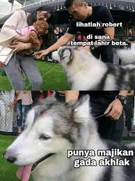 0813 9591 0207 (wa only) / 0813 11 33 7409 (call & wa) dijual husky jantan good quality. Pin Oleh Markruse17 Di Meme Lucu Meme Lucu Lucu Meme