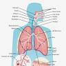 Respiratory system