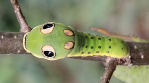 Maybe you would like to learn more about one of these? Bbc Earth Six Ways Animals Use Fake Eyes