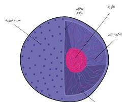 صورة تركيب النواة