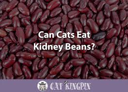 These human foods are safe for cats to. Can Cats Eat Kidney Beans Cat Kingpin