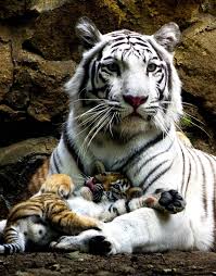 Bengal Tiger White Fewer Than 2 500 Animals Animals Beautiful Wild Cats