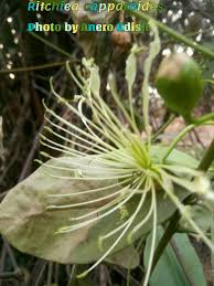 Image result for Ritchiea capparoides