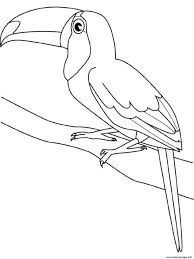Use this lesson in your classroom, homeschooling curriculum or just as a fun kids activity that you as a parent can do with your child. Toucan Bird For Kids458f Coloring Pages Printable
