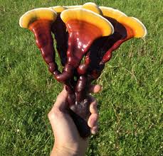 Image result for Ganoderma lucidum