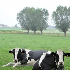 Lazy Days Cow Animals Cow Calf