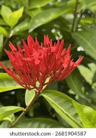 Image result for Ixora praetermissa