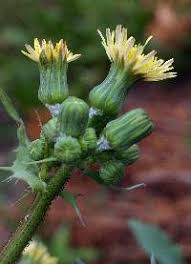 Image result for Sonchus luxurians