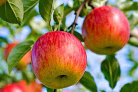 Preventing Apple Tree Pests Hgtv