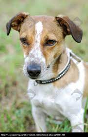 jack russell terrier lizenzfreies bild 5361235 bildagentur panthermedia