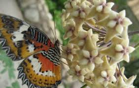 The butterfly farm is located around the kea farm area north of brinchang (town north of tanah ratah) showing, besides butterflies, a wide variety of plants, flowers. Cameron Highlands Butterfly Garden Cameron Highlands Ticket Price Timings Address Triphobo
