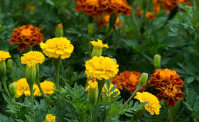 Types of yellow flowers in india. Welcome To The World Of Marigolds Uses Of Genda Flowers Marigold Varieties