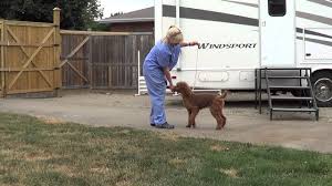 Glass shelves from smedbo, tre mercati, croydex and many more other brands now available at cheap prices. What To Bring To A Dog Show Showing The Standard Poodle