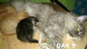 Di kalangan pecinta kucing, kucing himalaya juga dikenal dengan nama 'himmie', lo! Pertumbuhan Anak Kucing Persilangan Persia Dan Kampung Youtube