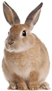 veterinaria para conejos y cobayas bogota exoticos