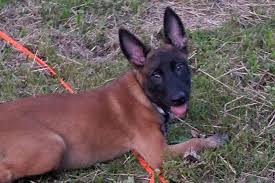 Elliot is now a healthy and happy 6 month old kitty who loves to cuddle and play more. Long Island Animal Shelter Stole Man S Dog Adopted It Out Lawsuit
