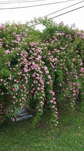 Climbing Seven Sisters Heirloom Roses Rose Garden Landscape Lawn And Garden Heirloom Roses