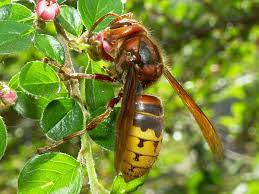 Translation of calabrone into english. File Vespa Crabro Germana 05 Jpg Wikimedia Commons