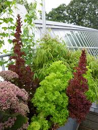 'lollo bionda' (die hellgrüne variante von 'lollo rossa') bildet mittelgroße, lockere köpfe mit starkwelligen, feingezahnten blättern und einem angenehm kräftigen geschmack. Salat Die Naturgartnerin