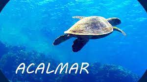 Música relaxante para acalmar a mente e relaxar profundamente. Musica Relaxante E Fundo Do Mar Acalmar A Mente Musica Relajante Musica Para Dormir Rapido Musica De Relajacion