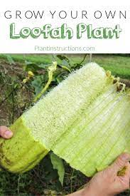 How To Grow Loofah Plants Organic Gardening Tips Fall Garden Vegetables Organic Vegetable Garden