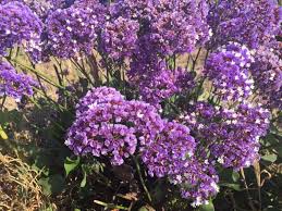Pin On Mygardenanswers
