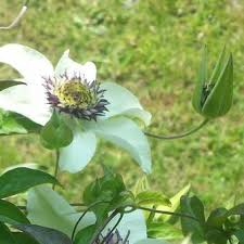 We did not find results for: Clematis Florida Var Florida Sieboldiana