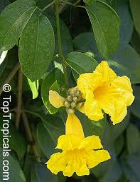 Image result for Bignoniaceae