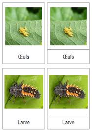 Zoologie Cycle De Vie De La Coccinelle Cartes De Nomenclature A Imprimer Les Mercredis Jolis Blog Cycle De Vie Nomenclature Coccinelle
