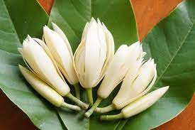 Karena bunga ini termasuk golongan langka, terlebih untuk jenis. Berita Harian Bunga Cempaka Terbaru Hari Ini Kompas Com