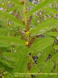 Image result for Chamaecrista gracilior