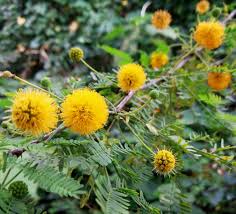 Image result for Acacia farnesiana