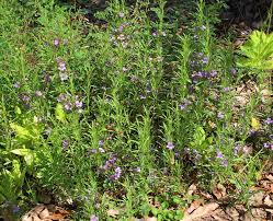 Image result for Dyschoriste radicans