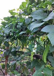 Image result for Canavalia ensiformis